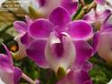 Aerides lawrenceae